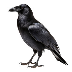 Fototapeta premium Raven isolated on white background.