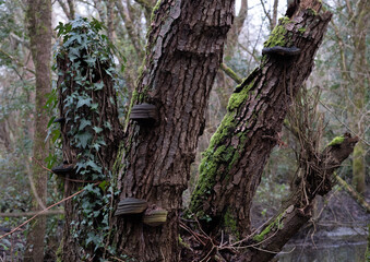 Various mushroom species. Shot in forest, park, and swamp areas, in both France and West Canada.