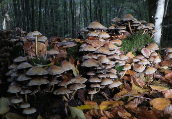 Various mushroom species. Shot in forest, park, and swamp areas, in both France and West Canada.