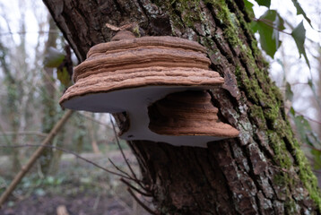 Various mushroom species. Shot in forest, park, and swamp areas, in both France and West Canada.