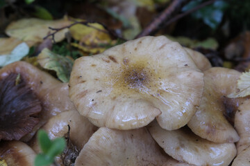 Various mushroom species. Shot in forest, park, and swamp areas, in both France and West Canada.