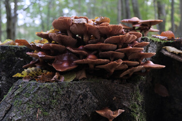 Various mushroom species. Shot in forest, park, and swamp areas, in both France and West Canada.
