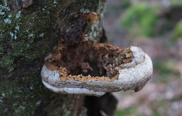 Various mushroom species. Shot in forest, park, and swamp areas, in both France and West Canada.