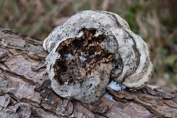 Various mushroom species. Shot in forest, park, and swamp areas, in both France and West Canada.