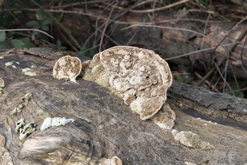 Various mushroom species. Shot in forest, park, and swamp areas, in both France and West Canada.