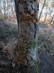Various mushroom species. Shot in forest, park, and swamp areas, in both France and West Canada.
