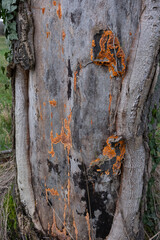 Various mushroom species. Shot in forest, park, and swamp areas, in both France and West Canada.