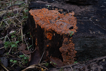 Various mushroom species. Shot in forest, park, and swamp areas, in both France and West Canada.
