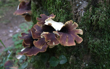 Various mushroom species. Shot in forest, park, and swamp areas, in both France and West Canada.