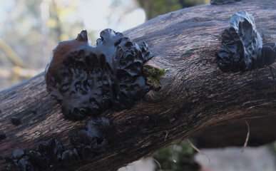 Various mushroom species. Shot in forest, park, and swamp areas, in both France and West Canada.