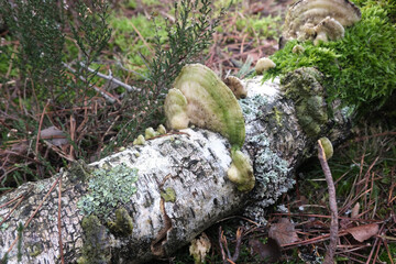 Various mushroom species. Shot in forest, park, and swamp areas, in both France and West Canada.