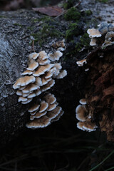 Various mushroom species. Shot in forest, park, and swamp areas, in both France and West Canada.