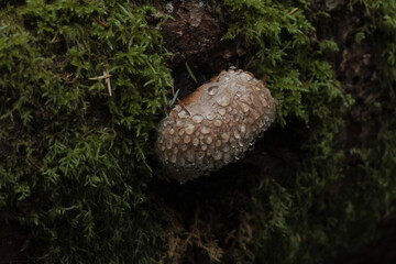Various mushroom species. Shot in forest, park, and swamp areas, in both France and West Canada.