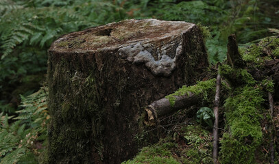 Various mushroom species. Shot in forest, park, and swamp areas, in both France and West Canada.