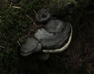 Various mushroom species. Shot in forest, park, and swamp areas, in both France and West Canada.