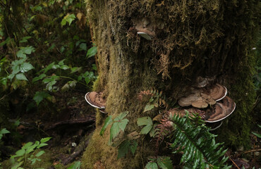 Various mushroom species. Shot in forest, park, and swamp areas, in both France and West Canada.