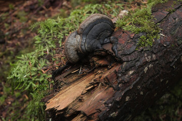 Various mushroom species. Shot in forest, park, and swamp areas, in both France and West Canada.