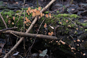 Various mushroom species. Shot in forest, park, and swamp areas, in both France and West Canada.