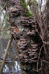 Various mushroom species. Shot in forest, park, and swamp areas, in both France and West Canada.