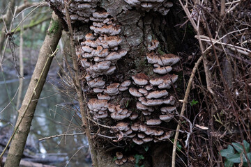 Various mushroom species. Shot in forest, park, and swamp areas, in both France and West Canada.