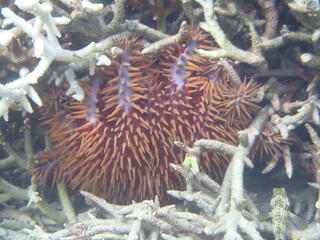POISSON LAGON