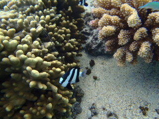 POISSON LAGON