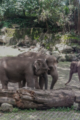 Obraz premium elephants in the zoo