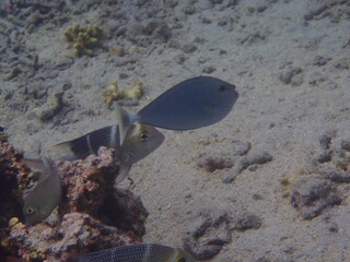POISSON LAGON