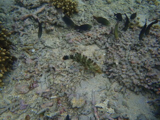 POISSON LAGON
