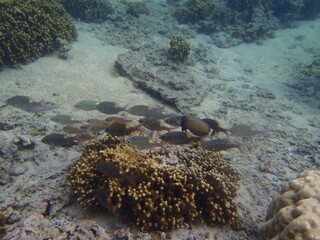 POISSON LAGON