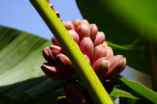 Musa ornate banana, Musaceae family. Cosata Rica