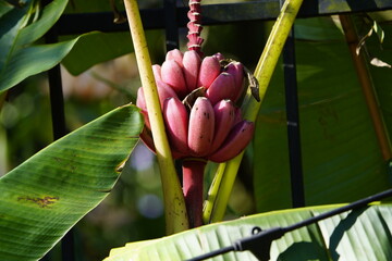 Musa ornate banana, Musaceae family. Cosata Rica