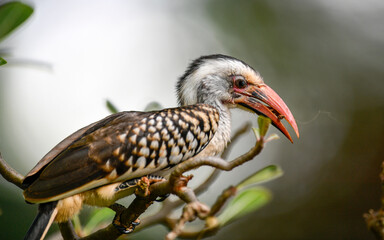 hornbill bird on the tree