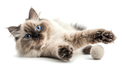 A Playful Himalayan Cat Batting at a Toy on a Clear Background