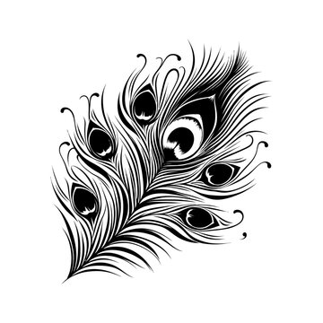 Set of  Peacock feathers vector image

