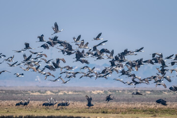 white headed cranes flying in groups