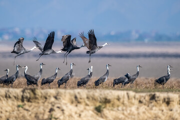 close up of the hooded crane standing and flying