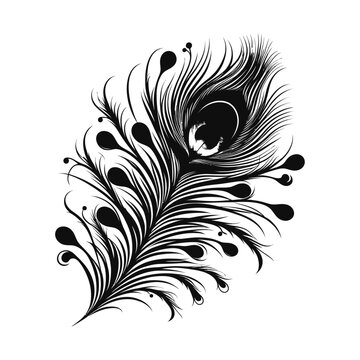Set of  Peacock feathers vector image
