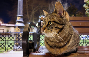 A cat sitting on the bench