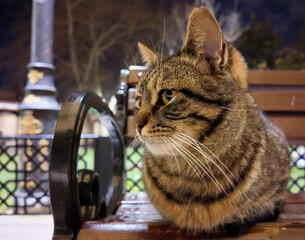 Naklejka premium A cat sitting on the bench