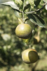 Green orrange fruits on the tree