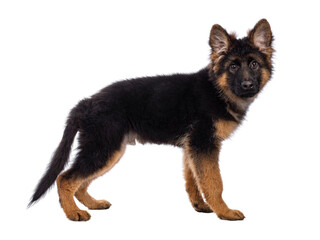 Cute German Shepherd dog puppy, standing side ways. Looking straight to camera, mouth closed. Isolated cutout on a white background.
