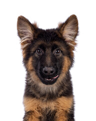 Head shot of cute German Shepherd dog puppy, sitting up facing front.  Looking straight to camera, mouth open and tongue licking mouth. Isolated cutout on a white background.