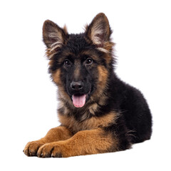 Cute German Shepherd dog puppy, laying down side ways. Looking straight to camera, mouth open and tongue out. Isolated cutout on a white background.