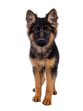 Cute German Shepherd dog puppy, standing facing front. Looking straight to camera, mouth closed. Isolated cutout on a white background.