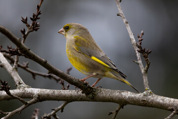 European greenfinch