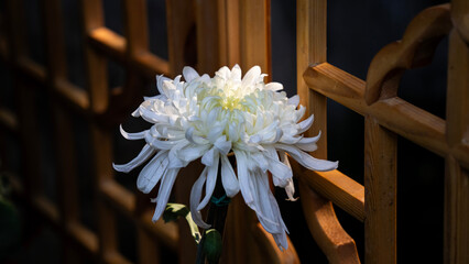 white flower Fuzhou China