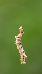caterpillar hanging on by a thread
