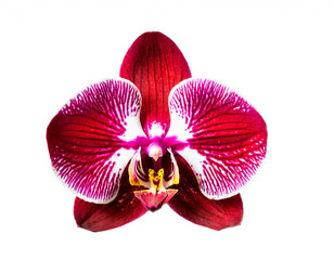 Rote Orchideen isoliert auf weißen Hintergrund, Freisteller