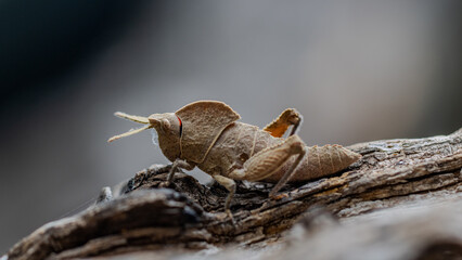 the chubby grasshopper close up